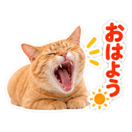 【全40種類】茶トラねこの毎日スタンプにゃ Slack・Teams・Discord カスタム絵文字 1