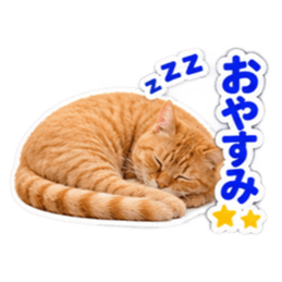 【全40種類】茶トラねこの毎日スタンプにゃ Slack・Teams・Discord カスタム絵文字 2