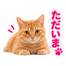 【全40種類】茶トラねこの毎日スタンプにゃ Slack・Teams・Discord カスタム絵文字 3