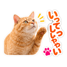 【全40種類】茶トラねこの毎日スタンプにゃ Slack・Teams・Discord カスタム絵文字 5