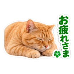【全40種類】茶トラねこの毎日スタンプにゃ Slack・Teams・Discord カスタム絵文字 6