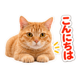 【全40種類】茶トラねこの毎日スタンプにゃ Slack・Teams・Discord カスタム絵文字 7