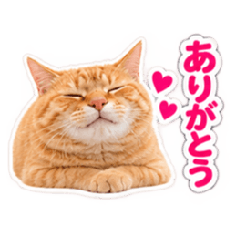 【全40種類】茶トラねこの毎日スタンプにゃ Slack・Teams・Discord カスタム絵文字 8