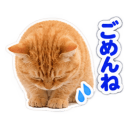【全40種類】茶トラねこの毎日スタンプにゃ Slack・Teams・Discord カスタム絵文字 9