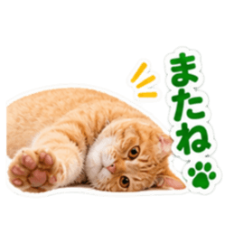【全40種類】茶トラねこの毎日スタンプにゃ Slack・Teams・Discord カスタム絵文字 10