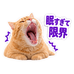 【全40種類】茶トラねこの毎日スタンプにゃ Slack・Teams・Discord カスタム絵文字 11