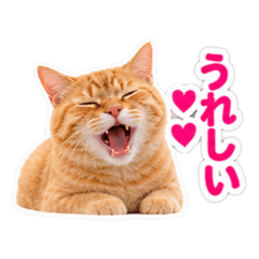 【全40種類】茶トラねこの毎日スタンプにゃ Slack・Teams・Discord カスタム絵文字 12