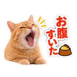 【全40種類】茶トラねこの毎日スタンプにゃ Slack・Teams・Discord カスタム絵文字 13