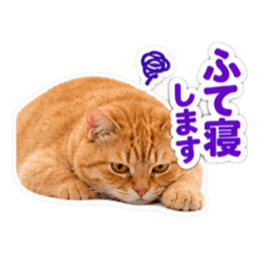 【全40種類】茶トラねこの毎日スタンプにゃ Slack・Teams・Discord カスタム絵文字 14