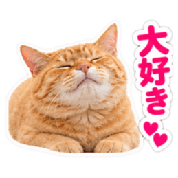 【全40種類】茶トラねこの毎日スタンプにゃ Slack・Teams・Discord カスタム絵文字 15