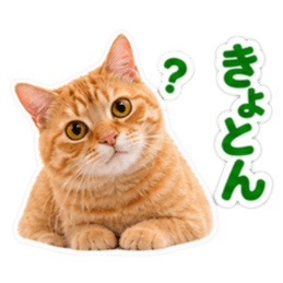 【全40種類】茶トラねこの毎日スタンプにゃ Slack・Teams・Discord カスタム絵文字 17