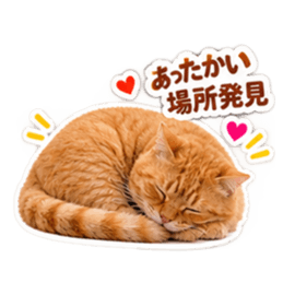 【全40種類】茶トラねこの毎日スタンプにゃ Slack・Teams・Discord カスタム絵文字 19