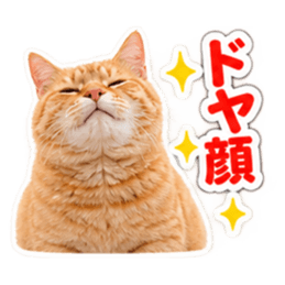 【全40種類】茶トラねこの毎日スタンプにゃ Slack・Teams・Discord カスタム絵文字 20