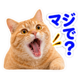【全40種類】茶トラねこの毎日スタンプにゃ Slack・Teams・Discord カスタム絵文字 21