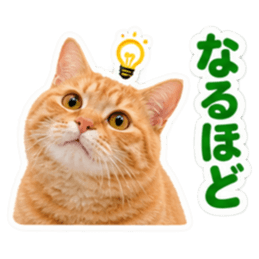 【全40種類】茶トラねこの毎日スタンプにゃ Slack・Teams・Discord カスタム絵文字 22
