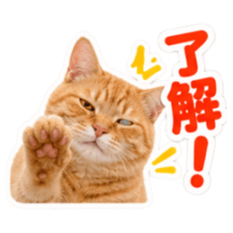 【全40種類】茶トラねこの毎日スタンプにゃ Slack・Teams・Discord カスタム絵文字 24