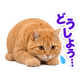【全40種類】茶トラねこの毎日スタンプにゃ Slack・Teams・Discord カスタム絵文字 25