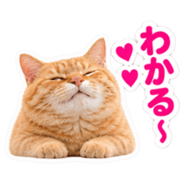 【全40種類】茶トラねこの毎日スタンプにゃ Slack・Teams・Discord カスタム絵文字 26