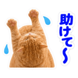 【全40種類】茶トラねこの毎日スタンプにゃ Slack・Teams・Discord カスタム絵文字 27