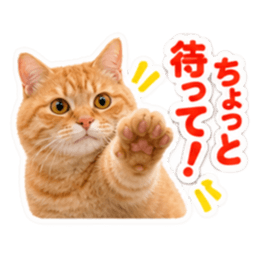 【全40種類】茶トラねこの毎日スタンプにゃ Slack・Teams・Discord カスタム絵文字 28