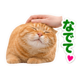 【全40種類】茶トラねこの毎日スタンプにゃ Slack・Teams・Discord カスタム絵文字 29