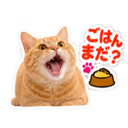 【全40種類】茶トラねこの毎日スタンプにゃ Slack・Teams・Discord カスタム絵文字 33