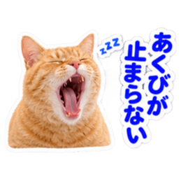 【全40種類】茶トラねこの毎日スタンプにゃ Slack・Teams・Discord カスタム絵文字 34