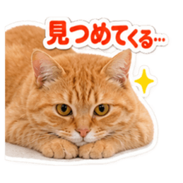 【全40種類】茶トラねこの毎日スタンプにゃ Slack・Teams・Discord カスタム絵文字 35