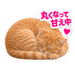 【全40種類】茶トラねこの毎日スタンプにゃ Slack・Teams・Discord カスタム絵文字 36