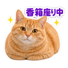 【全40種類】茶トラねこの毎日スタンプにゃ Slack・Teams・Discord カスタム絵文字 37