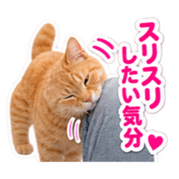 【全40種類】茶トラねこの毎日スタンプにゃ Slack・Teams・Discord カスタム絵文字 39